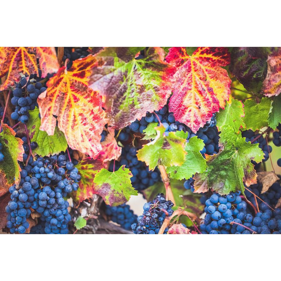 Atelier nuu Lezza botanica vino ダレスバッグのようにパカっと開く ミニバッグ 口金 アトリエヌウ 豊岡鞄 ミニボストン 本革 革 レザー レディース メンズ | 豊岡鞄 | 20