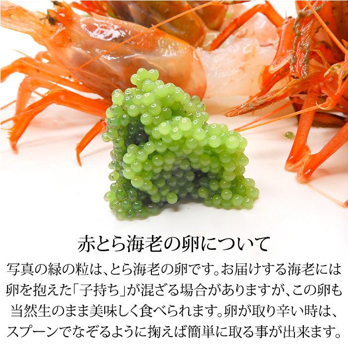 赤がすえび 赤とらえび 250g 10〜20匹 お刺身用 石川県産 ガスエビ えび 海老 贈答 ギフト 産地直送 お取り寄せ 2セットで送料無料 |  | 05