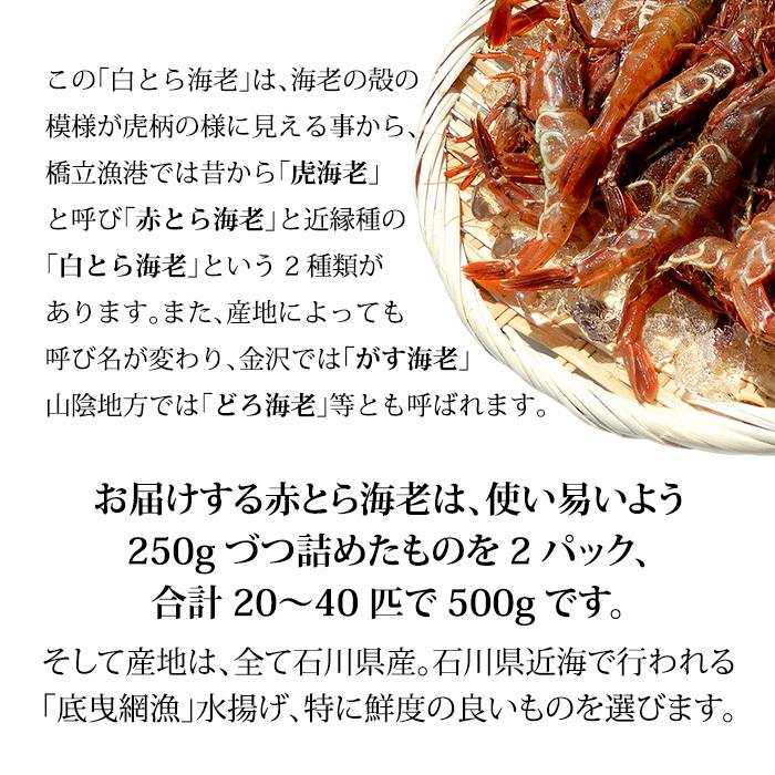 赤がすえび 赤とらえび 500g 20〜40匹 お刺身用 石川県産 ガスエビ