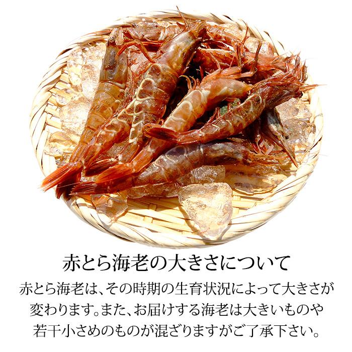 赤がすえび 赤とらえび 500g 20〜40匹 お刺身用 石川県産 ガスエビ えび 海老 贈答 ギフト 産地直送 お取り寄せ 送料無料 |  | 04