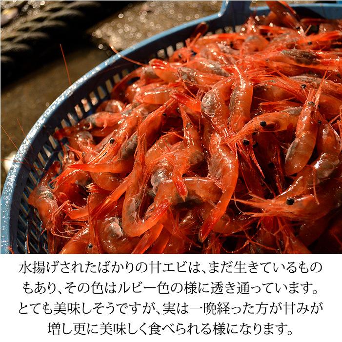 甘えび 甘海老 子持ち 250g 15〜20匹 お刺身用 石川県産 えび 海老 贈答 ギフト 産地直送 お取り寄せ 2セットで送料無料 |  | 11