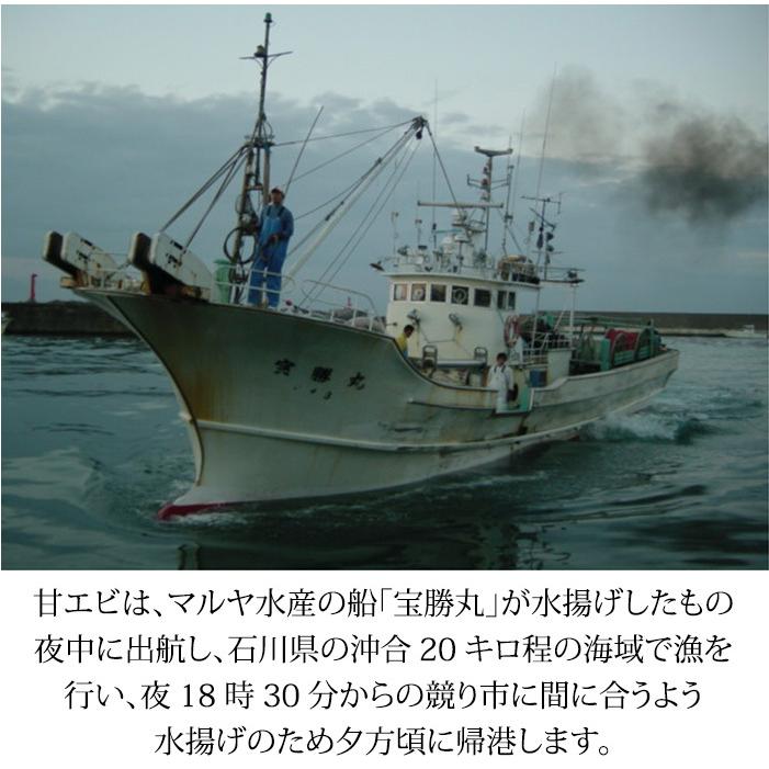 甘えび 甘海老 子持ち 250g 15〜20匹 お刺身用 石川県産 えび 海老 贈答 ギフト 産地直送 お取り寄せ 2セットで送料無料 |  | 09