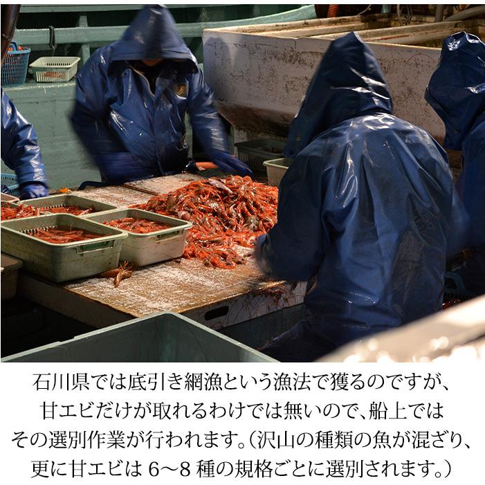 甘えび 甘海老 子持ち 500g 30〜40匹 お刺身用 石川県産 えび 海老 贈答 ギフト 産地直送 お取り寄せ 送料無料 |  | 10