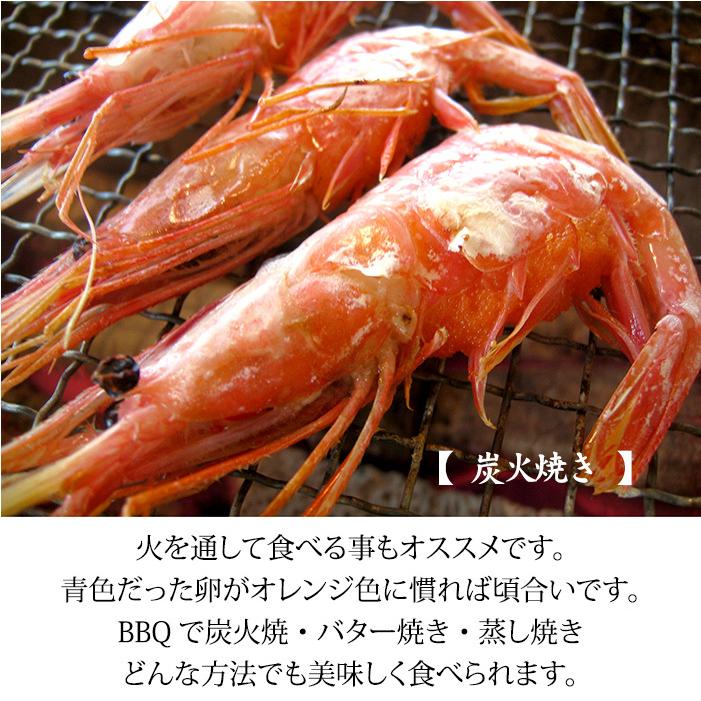 甘えび 甘海老 子持ち 500g 30〜40匹 お刺身用 石川県産 えび 海老 贈答 ギフト 産地直送 お取り寄せ 送料無料 |  | 07