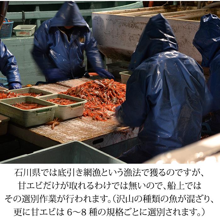 甘エビ 子持ち ＆ 赤ガスエビ 食べ比べ セット 合計500g お刺身用 石川県産 ガスエビ えび 海老 産地直送 お取り寄せ 送料無料 |  | 14