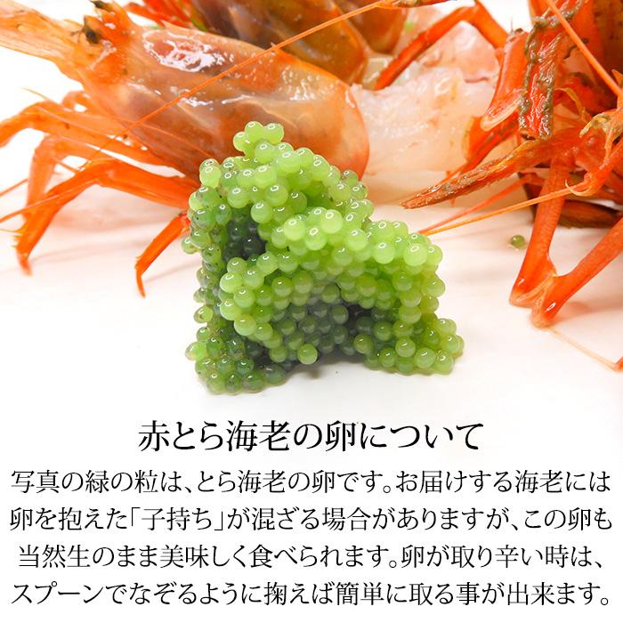 甘エビ 子持ち ＆ 赤ガスエビ 食べ比べ セット 合計500g お刺身用 石川県産 ガスエビ えび 海老 産地直送 お取り寄せ 送料無料 |  | 08