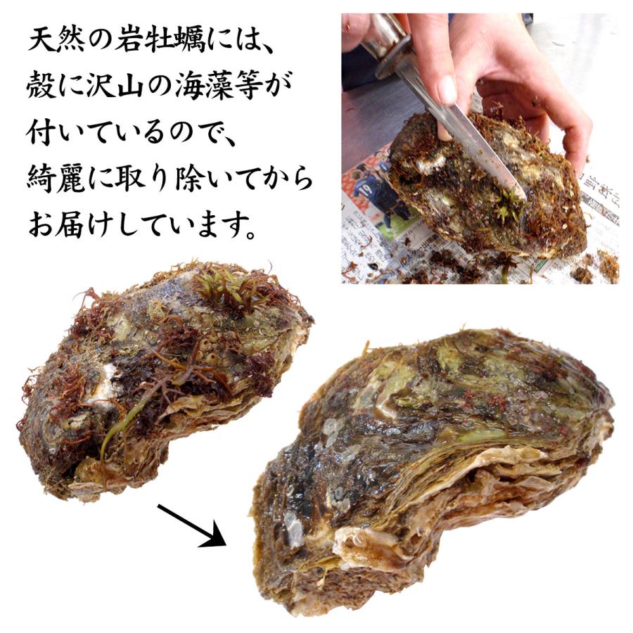 お中元 岩牡蠣 カキ かき (天然 殻付き 生食用) 石川県産 大×20個 開け易いよう貝柱を切ってお届け 産地直送 お取寄せ 送料無料 