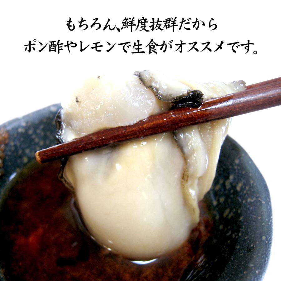 お中元 岩牡蠣 カキ かき (天然 殻付き 生食用) 石川県産 大×20個 開け易いよう貝柱を切ってお届け 産地直送 お取寄せ 送料無料 