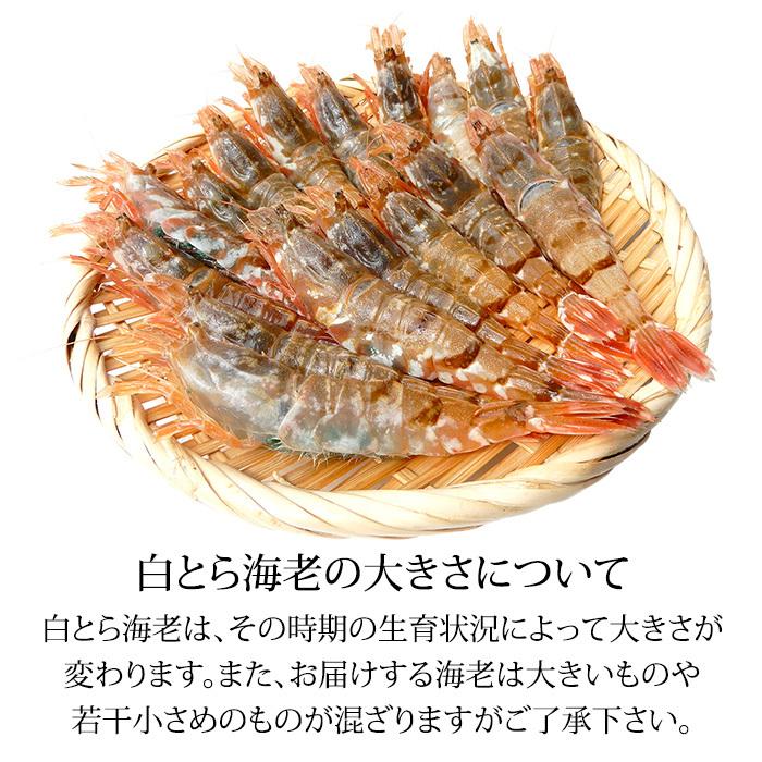 白がすえび 白とらえび 500g 15〜30匹 お刺身用 石川県産 ガスエビ えび 海老 贈答 ギフト 産地直送 お取り寄せ 送料無料 |  | 04