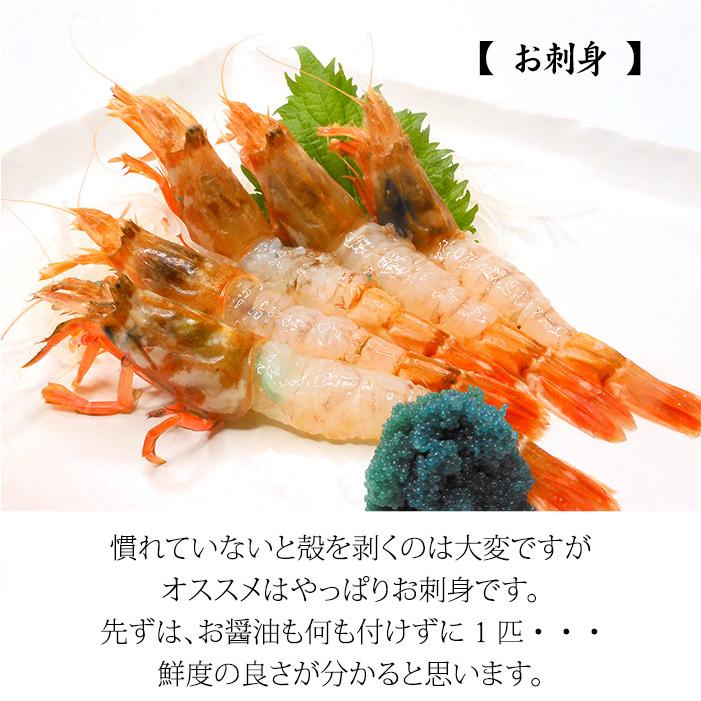 白がすえび 白とらえび 500g 15〜30匹 お刺身用 石川県産 ガスエビ