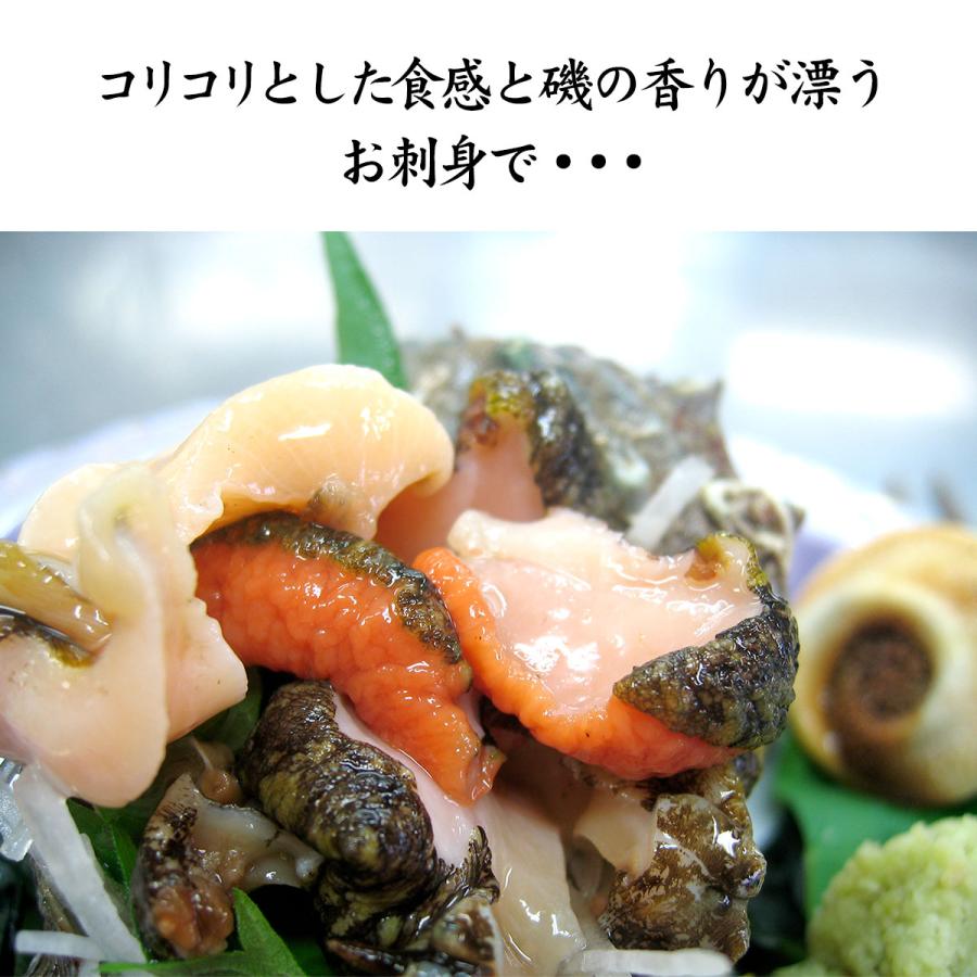 サザエ さざえ 石川県 中サイズ 1kg 7〜9個 詰合せ 産地直送