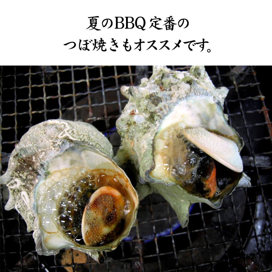 活さざえ 石川県産 中サイズ 1 0kg 7 9個 詰合せ Sazae01 加賀 橋立港 マルヤ水産 通販 Yahoo ショッピング