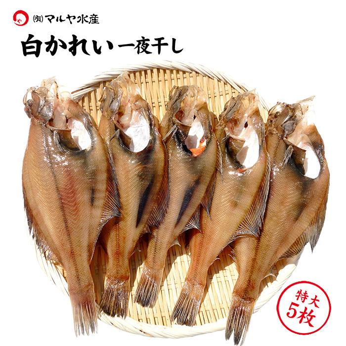 白かれい 干物 一夜干し 石川県産 上質 詰め合わせ 特大 22 cm 5枚