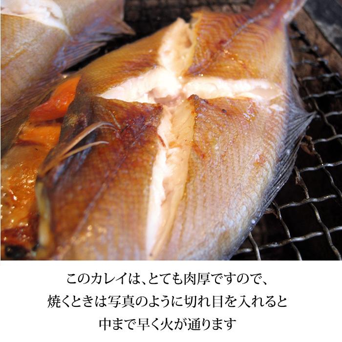 白かれい 干物 一夜干し 詰め合わせ 石川県産 中 18 15cm 5枚 Sirogare4 加賀 橋立港 マルヤ水産 通販 Yahoo ショッピング
