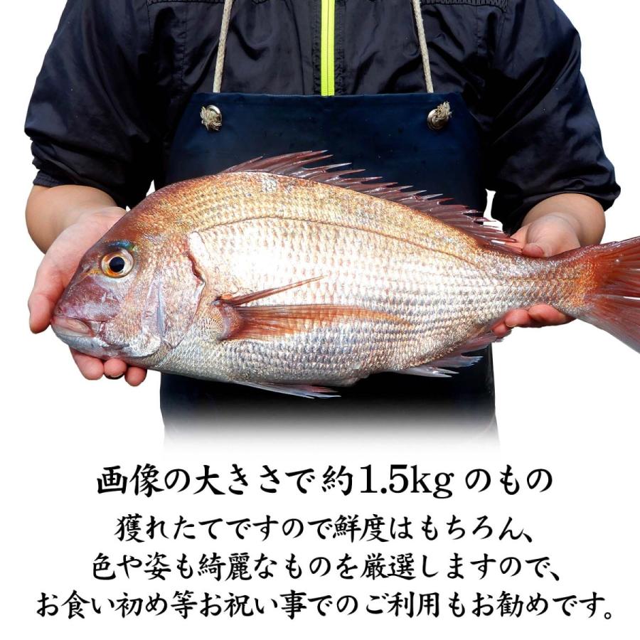 真鯛 天然 石川県産 未冷凍 刺身用 1.7〜2.0kg 1匹 送料無料 ※お 真鯛 天然 石川県産 未冷凍 刺身用 1.7〜2.0kg 1匹 送料無料 ※お