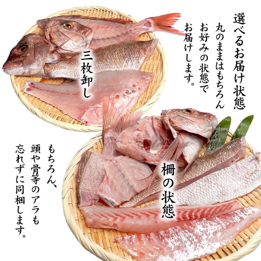 真鯛 天然 石川県産 未冷凍 刺身用 1.7〜2.0kg 1匹 送料無料 ※お 真鯛 天然 石川県産 未冷凍 刺身用 1.7〜2.0kg 1匹 送料無料 ※お