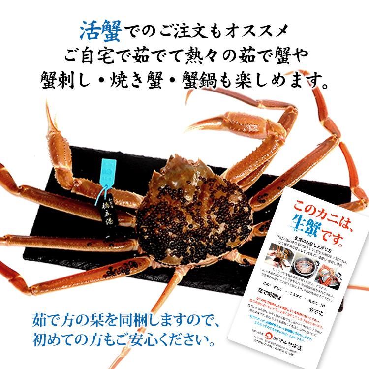 蟹漁解禁 カニ かに 蟹 ズワイガニ ずわい蟹 加能かに 石川県産 1匹 約