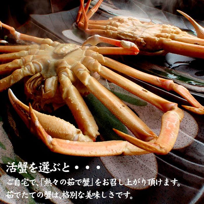 蟹漁解禁 カニ かに 蟹 ズワイガニ ずわい蟹 加能かに 石川県産 1匹