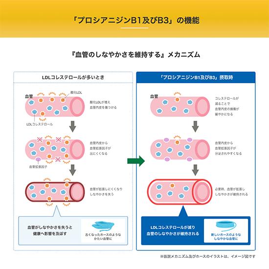 サントリー 伊右衛門プラス コレステロール対策 500mlペット×48本2ケースセット 機能性表示食品 送料無料 | 伊右衛門（サントリー） | 04
