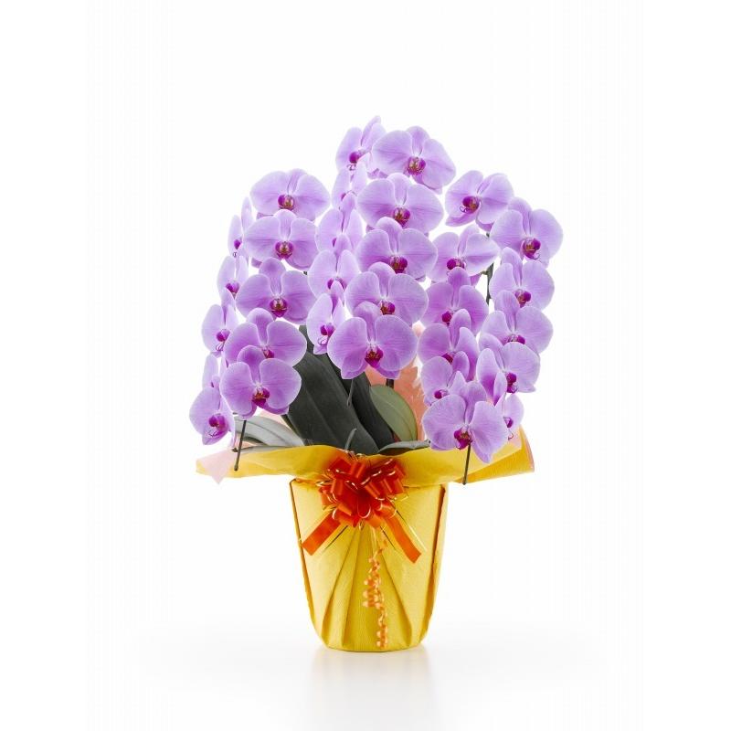 胡蝶蘭 ピンク 大輪 ３本立ち 鉢植え ３０輪以上 華やか 豪華 ギフト 華やか 設立