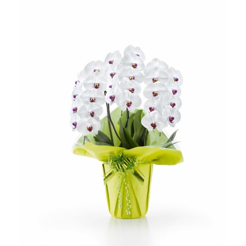 胡蝶蘭 白赤 還暦 白赤 大輪 ３本立ち ２７輪以上 ２７輪