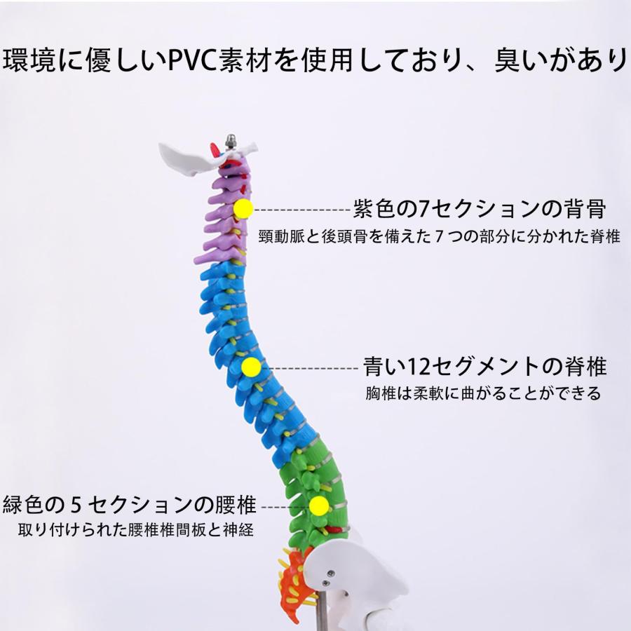 脊髄骨盤模型 実物大 色付きの柔軟な脊椎解剖モデル 折り曲げ可能 人体