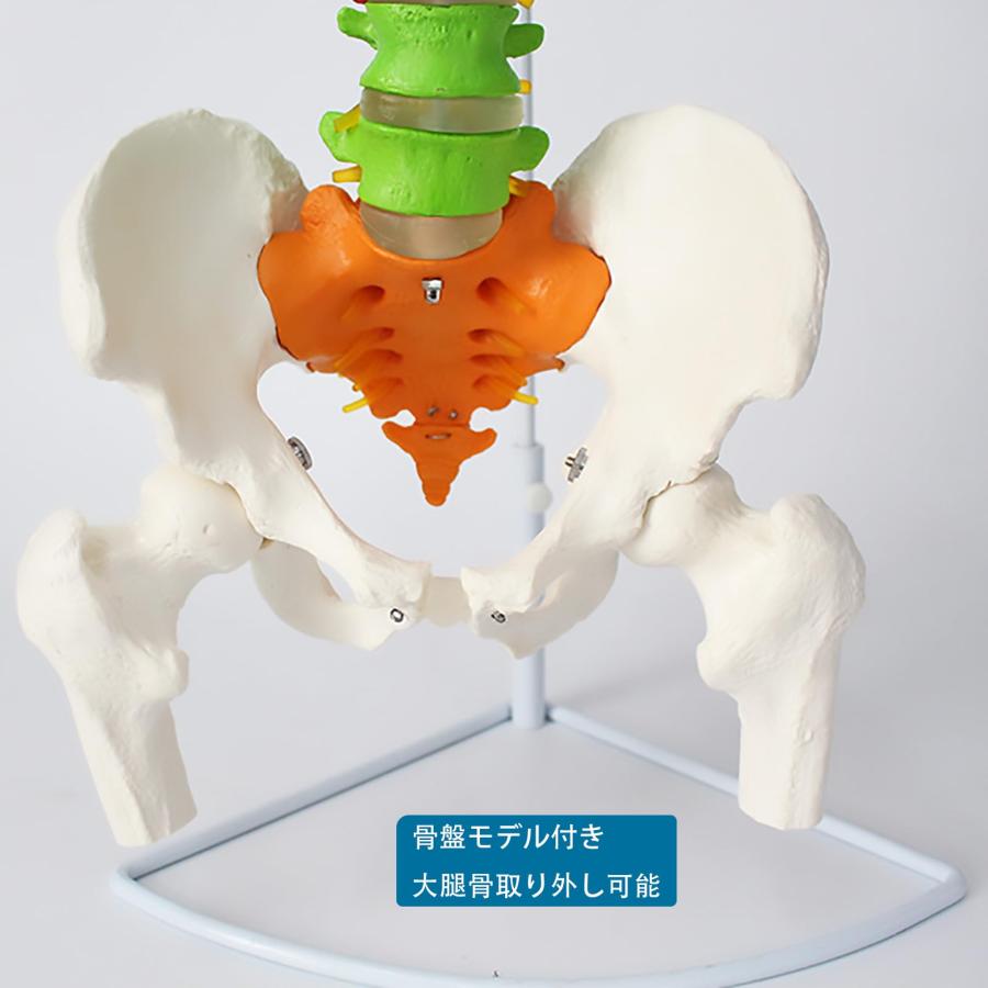 脊髄骨盤模型 実物大 色付きの柔軟な脊椎解剖モデル 折り曲げ可能 人体