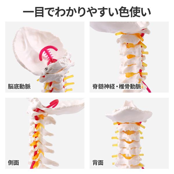 人体模型 骨格 頸椎 首の骨 椎骨 脊椎骨 骨 模型 骨模型 頸椎模型 椎間板 脊髄 椎骨動脈 実物大 頸椎骨模型｜masuda-shop｜02
