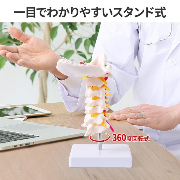 人体模型 骨格 頸椎 首の骨 椎骨 脊椎骨 骨 模型 骨模型 頸椎模型
