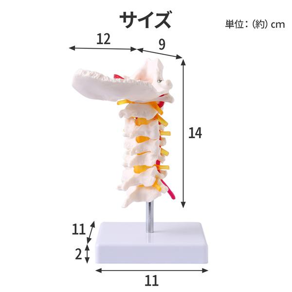 人体模型 骨格 頸椎 首の骨 椎骨 脊椎骨 骨 模型 骨模型 頸椎模型 椎間板 脊髄 椎骨動脈 実物大 頸椎骨模型｜masuda-shop｜04