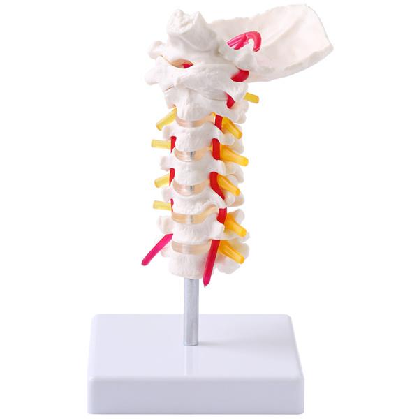 人体模型 骨格 頸椎 首の骨 椎骨 脊椎骨 骨 模型 骨模型 頸椎模型 椎間板 脊髄 椎骨動脈 実物大 頸椎骨模型｜masuda-shop｜05