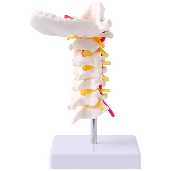 人体模型 骨格 頸椎 首の骨 椎骨 脊椎骨 骨 模型 骨模型 頸椎模型 椎間板 脊髄 椎骨動脈 実物大 頸椎骨模型｜masuda-shop｜06
