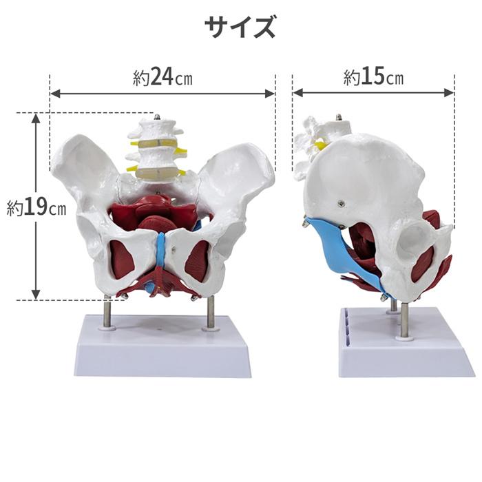 骨 模型 骨盤模型 女性 人体模型 尾〓骨 骨格模型 実物大 骨盤底筋模型