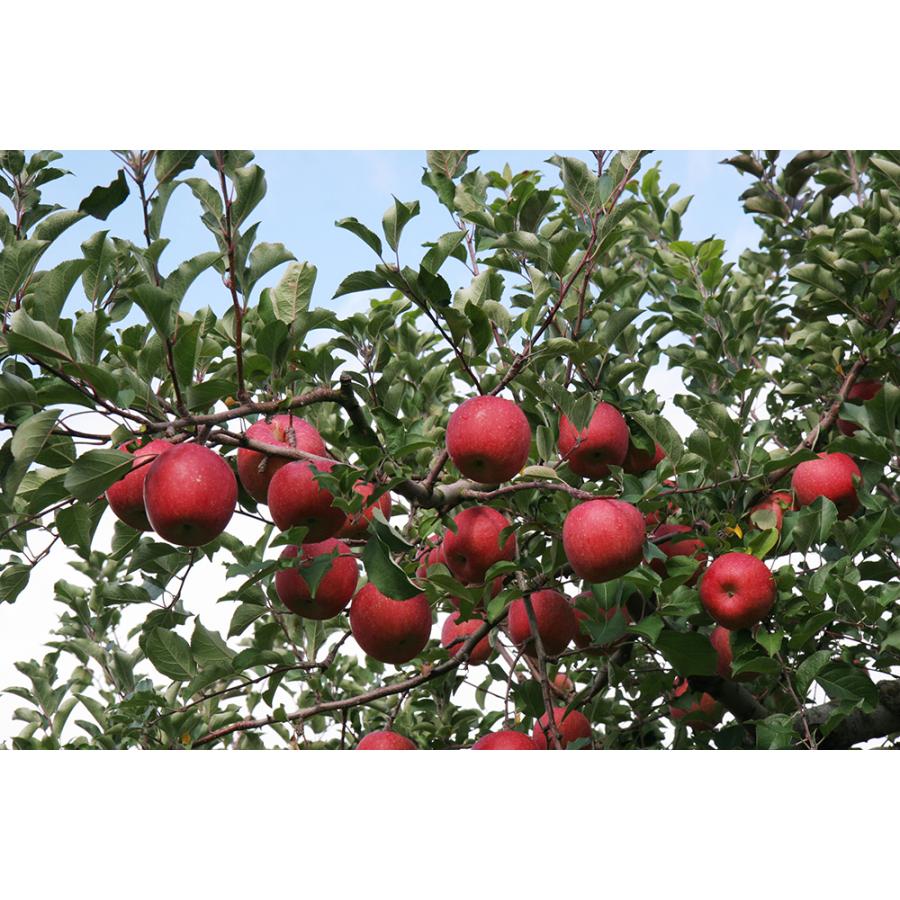 送料無料 JA秋田ふるさと 無添加 ふじ りんごジュース 20パック