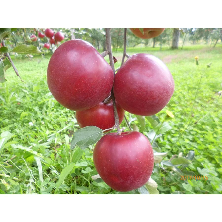 送料無料 JA秋田ふるさと無添加 ふじ りんごジュース 30パック入り