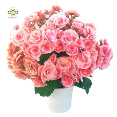 リーガス ベゴニア 鉢植え ボリアス バラ咲き 八重咲 ピンク5号