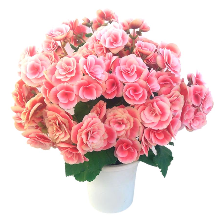 リーガス ベゴニア 鉢植え ボリアス バラ咲き 八重咲 ピンク5号 カゴ