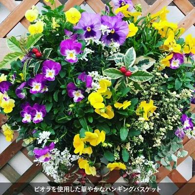 寄せ植え 多色葉ハンギング (スタンド付) ハンギングバスケット C 寄せ