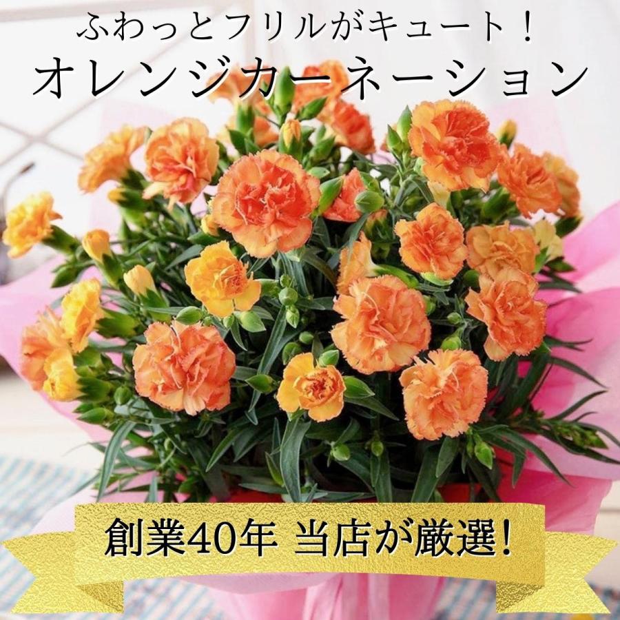 遅れてゴメンね母の日 2026 カーネーション オレンジ系 品種おまかせ