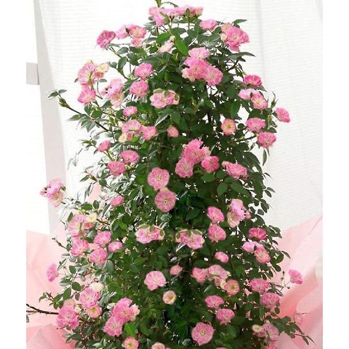 母の日 プレゼント ギフト つるバラ 鉢植え 舞姫 タワー仕立て 5号 ピンク 薔薇 母の日ギフト 23年 送料無料 マスダグリーン 通販 Yahoo ショッピング