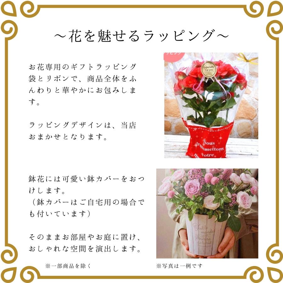 母の日 プレゼント ギフト つるバラ 鉢植え 舞姫 タワー仕立て 5号 ピンク 薔薇 母の日ギフト 23年 送料無料 マスダグリーン 通販 Yahoo ショッピング