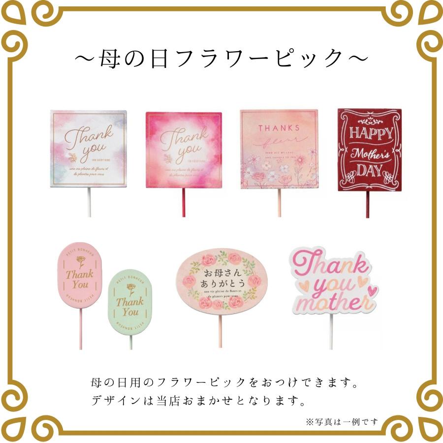 母の日 プレゼント ギフト つるバラ 鉢植え 舞姫 タワー仕立て 5号 ピンク 薔薇 母の日ギフト 23年 送料無料 マスダグリーン 通販 Yahoo ショッピング