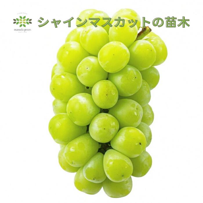 育てて食べて楽しめる シャインマスカット 甘い 果樹苗 5号