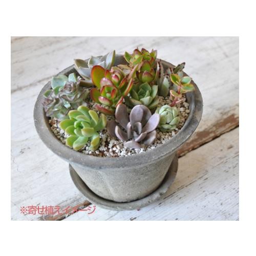 さぼてん 多肉植物の土 ( 細粒 2L ) 花ごころ 細かい 長持ち