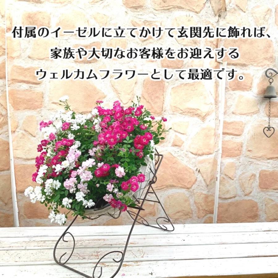 ミニバラ 寄せ植え フラワーリース レンゲローズ ギフト プレゼント