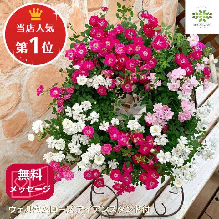 ミニバラ 寄せ植え フラワーリース レンゲローズ ギフト プレゼント