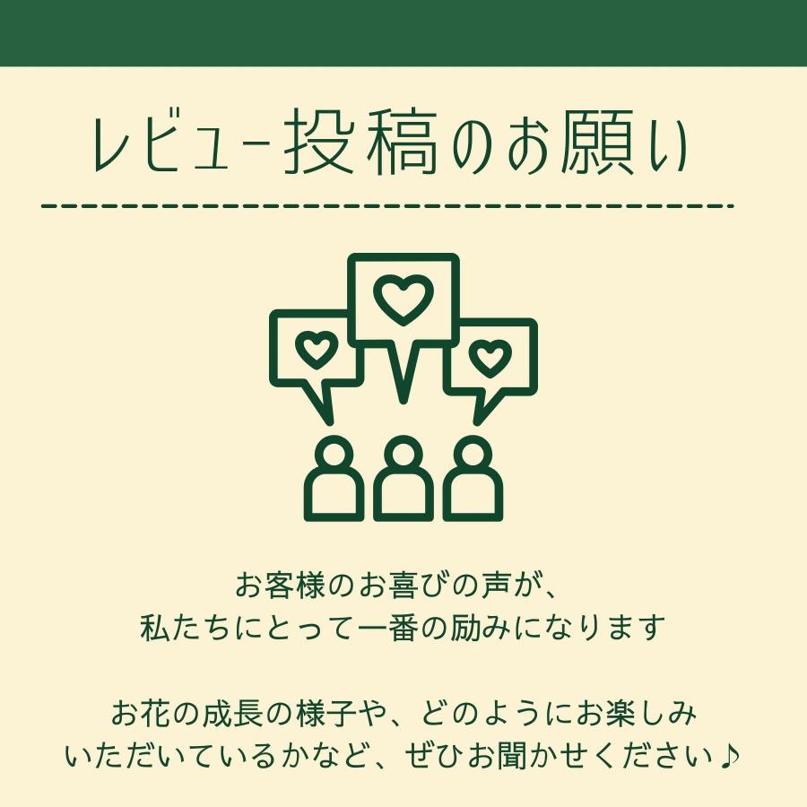 光触媒 アートフラワー 胡蝶蘭 白 ホワイト M 5本立 空気洗浄効果 造花 フラワーギフト 誕生日 記念日 お祝い 引越し 開店
