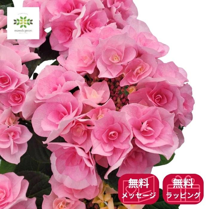 母の日 2026 希少 アジサイ 鉢植え 新品種 クレインブーケ ピンク 5号