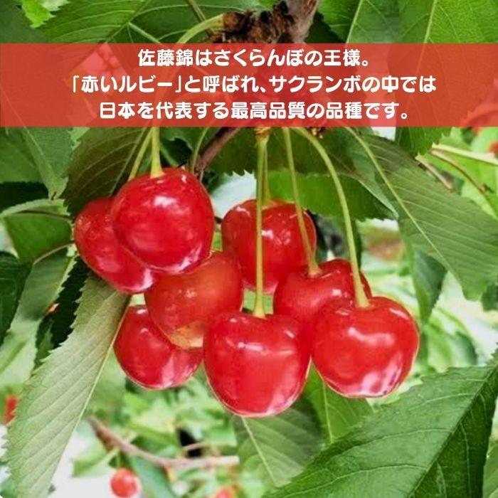 さくらんぼ 苗木 佐藤錦 4.5号 ロングポット 果樹苗 ガーデニング 家庭
