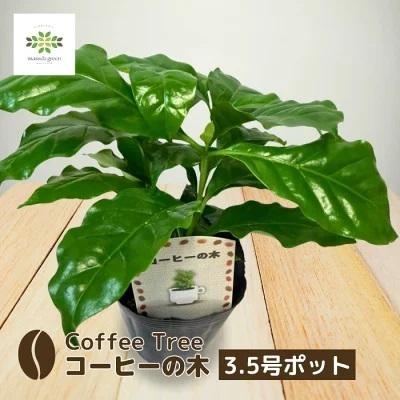コーヒーの木 3.5号ポット 3本立ち 苗 観葉植物 珈琲 自家製